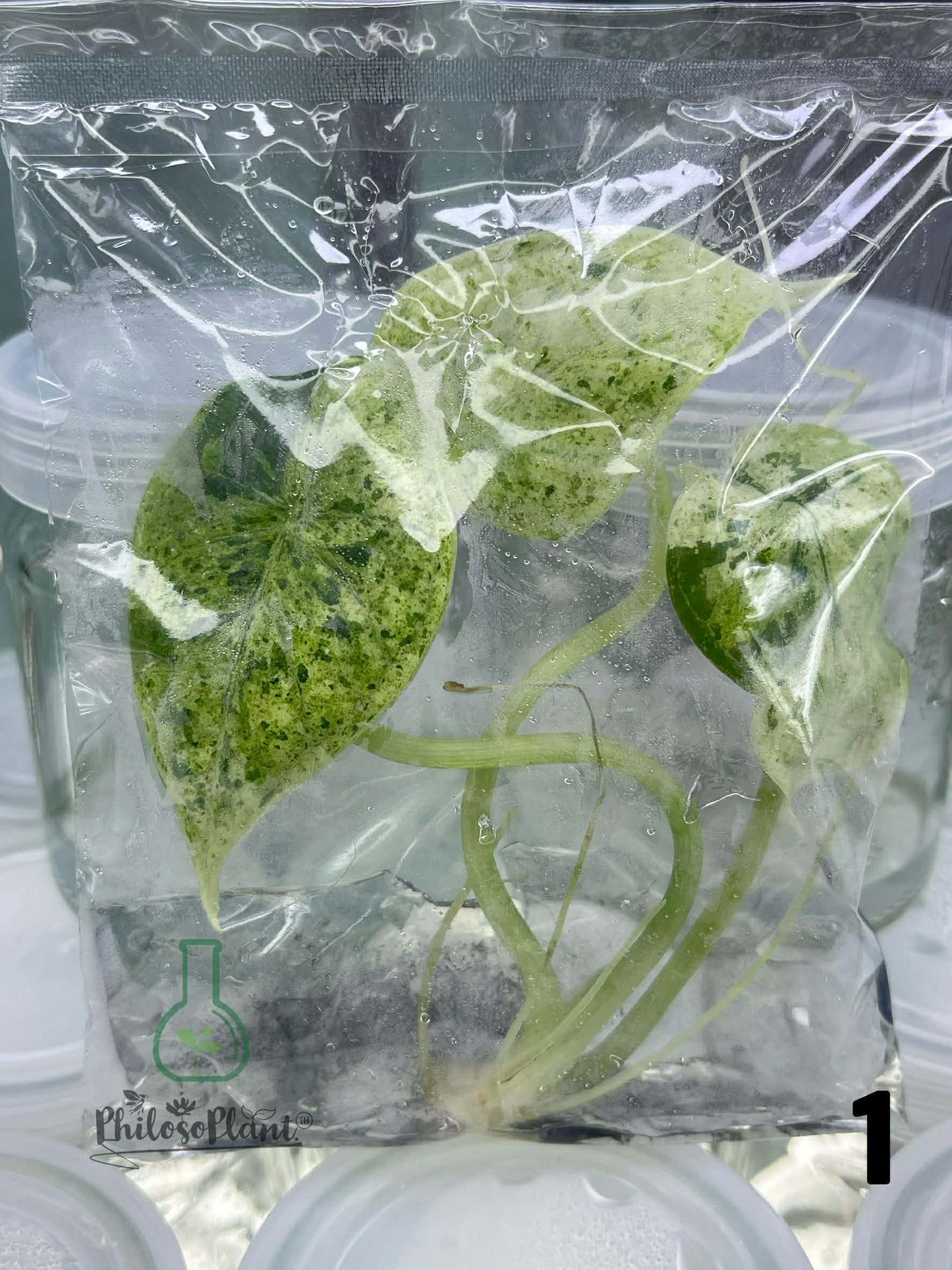 Alocasia Dragon Scale Mint – Tissue Culture (Set of 30)