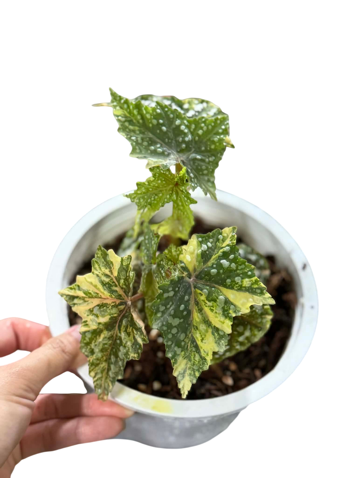 Begonia ‘Izumo no Kiraboshi’ Aurea Variegated Medium Size