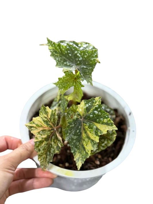 Begonia ‘Izumo no Kiraboshi’ Aurea Variegated Medium Size