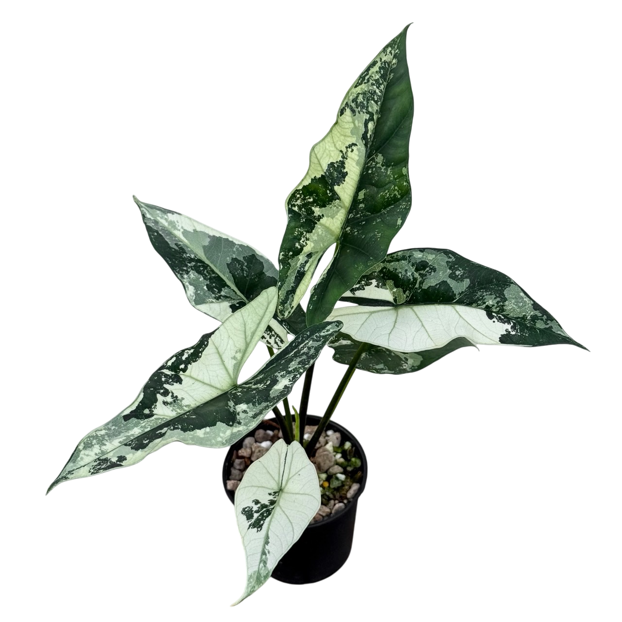 Alocasia Simpo Albo Var. – Lucky Plants Thailand