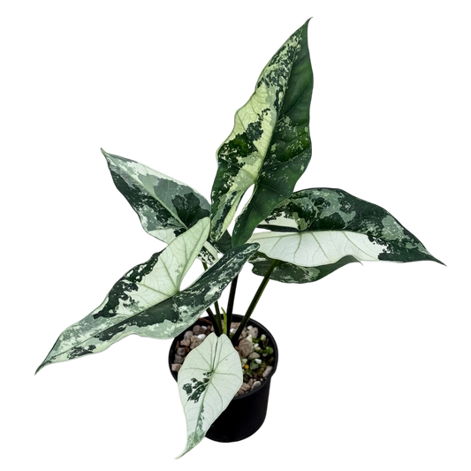 Alocasia Simpo Albo Var.
