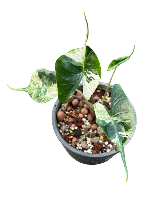 Alocasia Stingray Albo Variegated