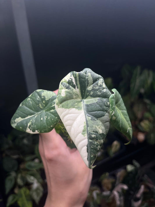 Alocasia “Maharani” Albo Variegated