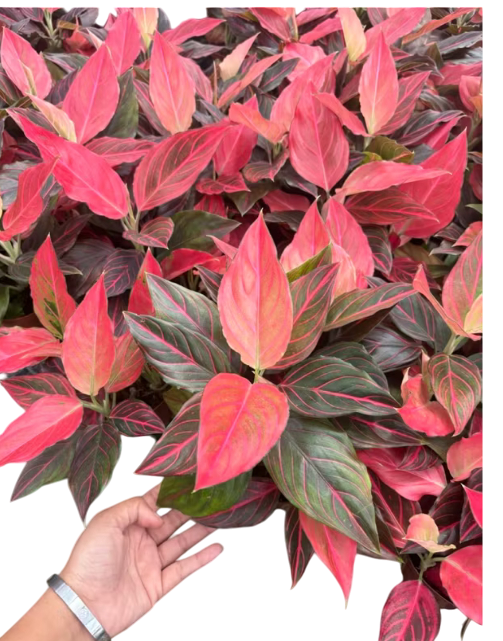 Aglaonema redvein -Set of 10 plants