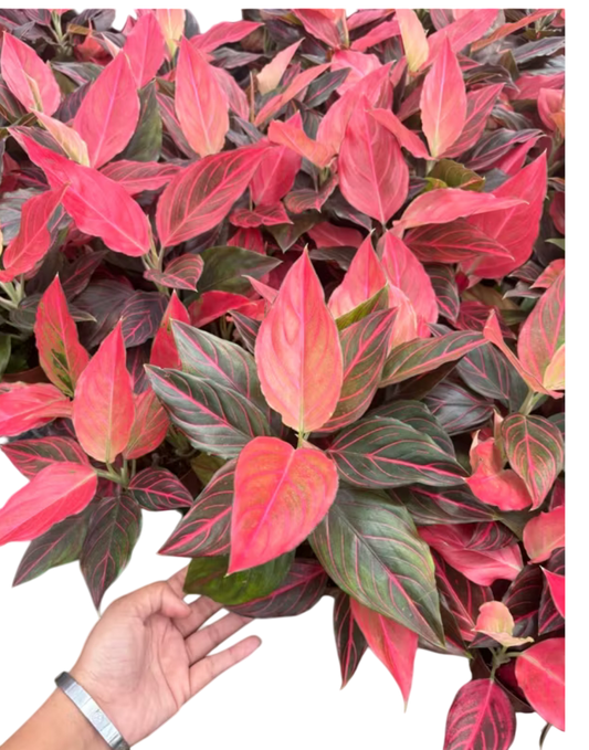 Aglaonema redvein -Set of 10 plants
