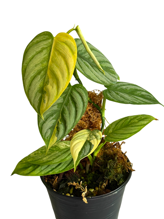 Philodendron Brandtianum Variegated