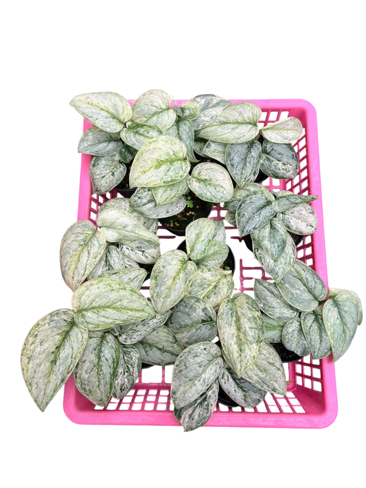 Scindapsus peasun Set of 5plants