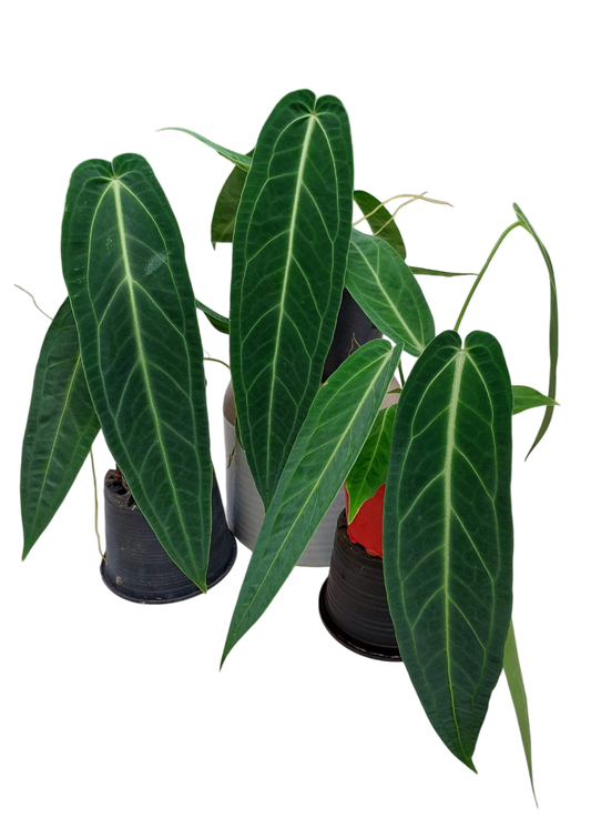 Anthurium Warocqueanum “Queen” – Big Size Wholesale Set of 3 Plants