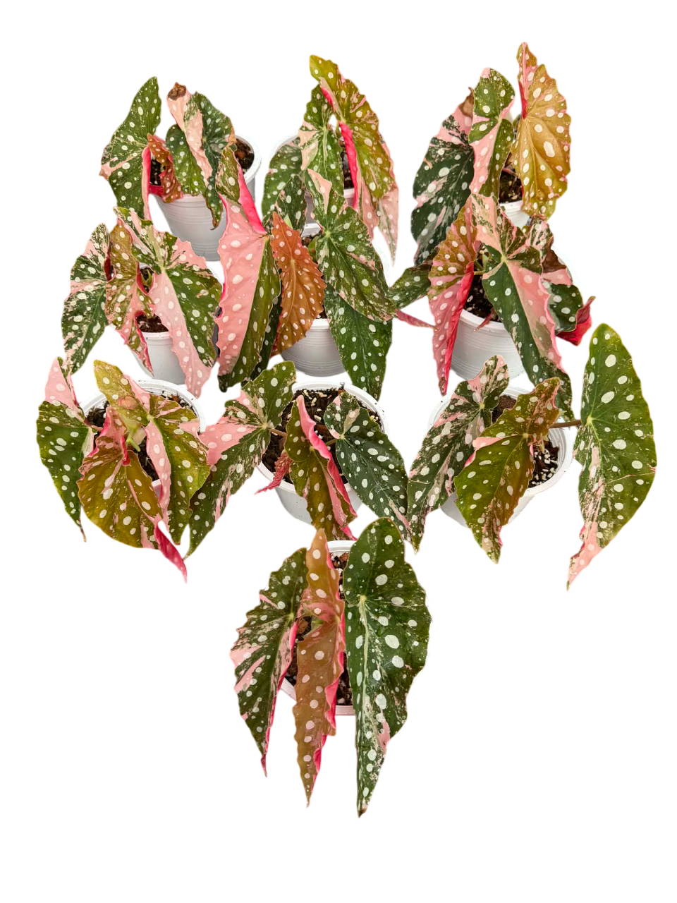 Begonia maculata pink
