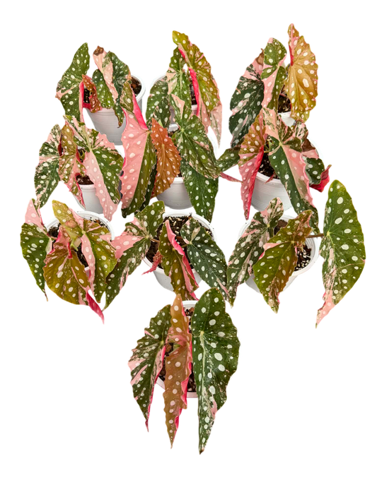 Begonia maculata pink