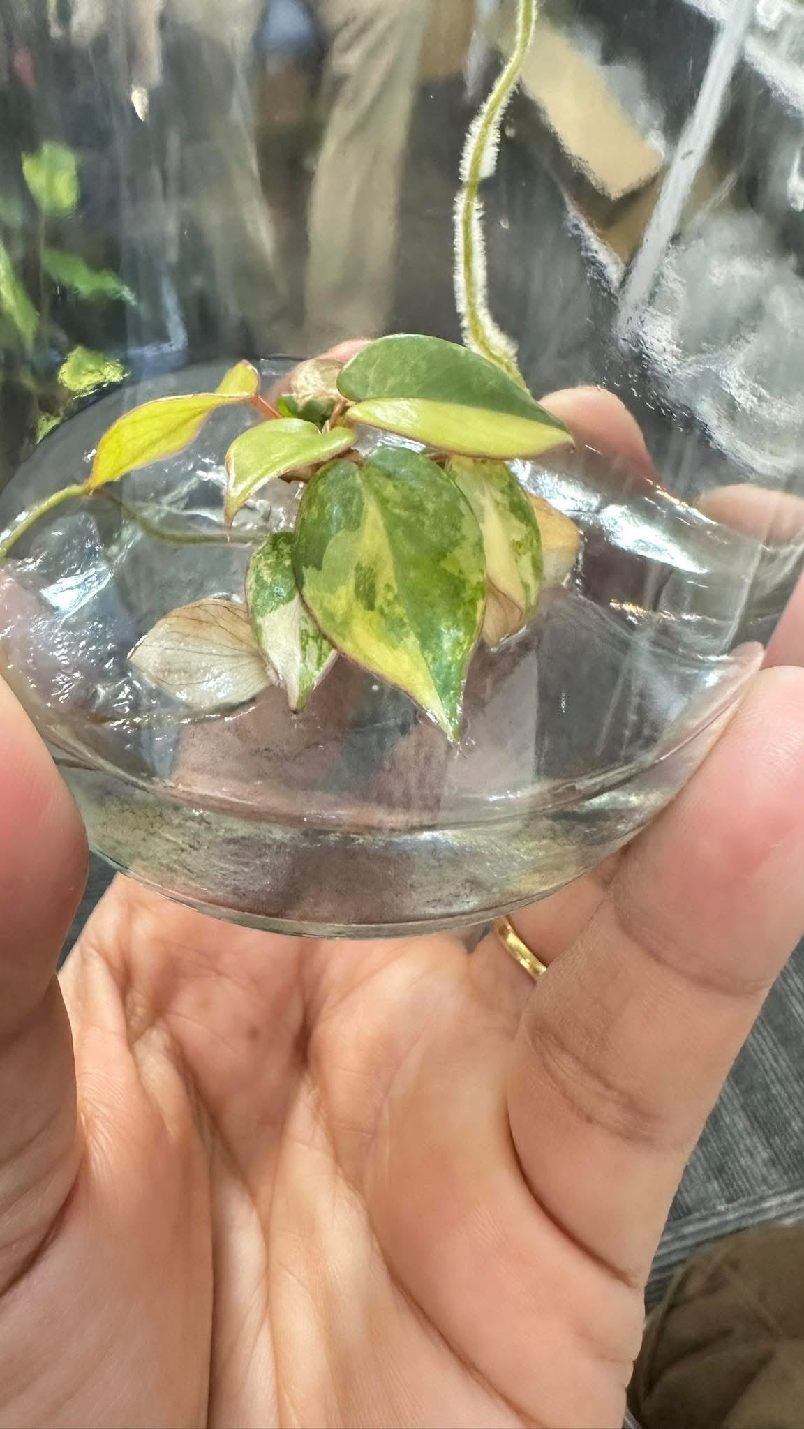 Philodendron Billietiae Variegated – Tissue Culture (Wholesale) | Set of 10 Plants