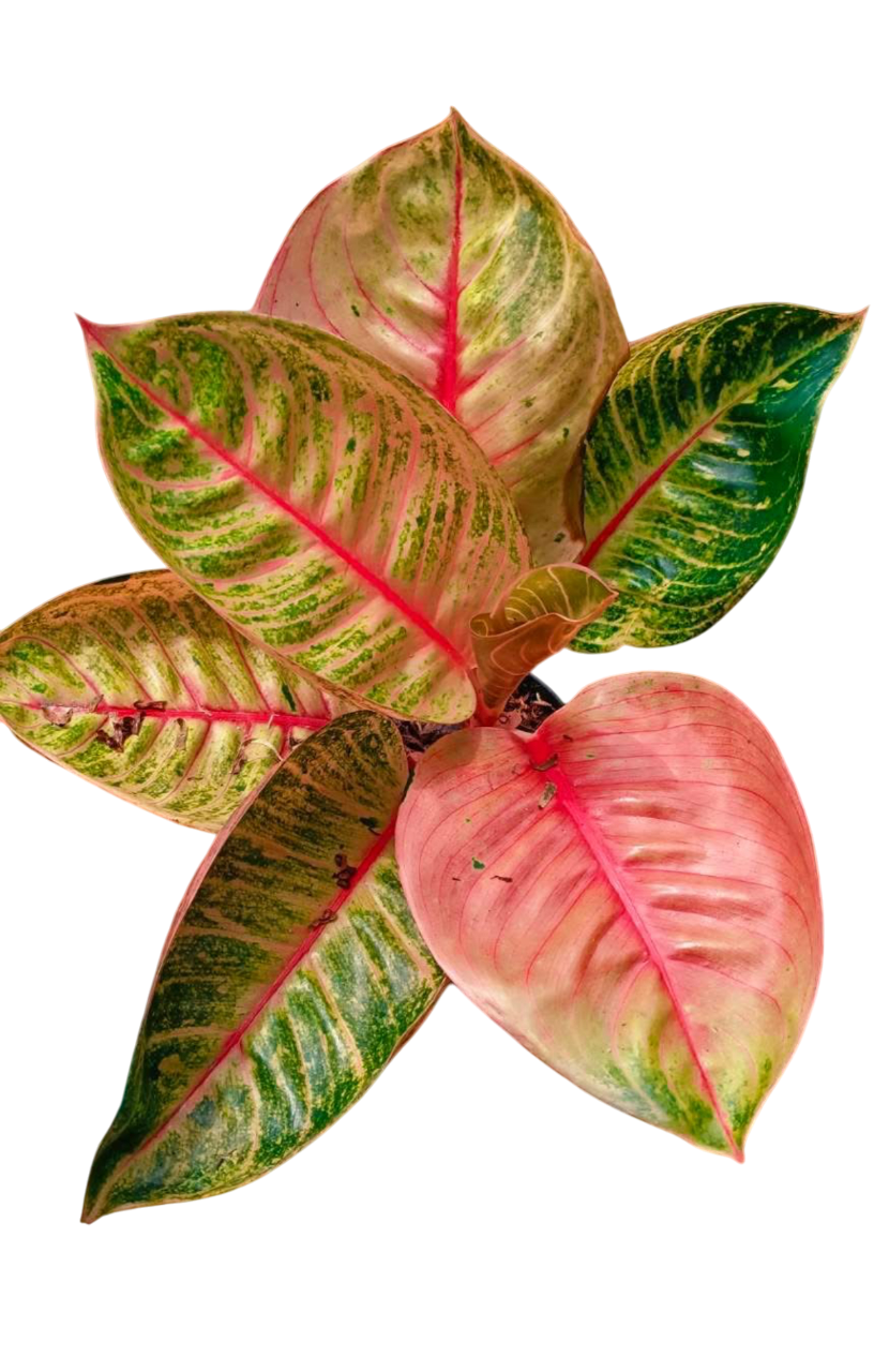 Aglaonema “Moonlight” (Moonlight Aglaonema) Wholesale Set of 10 Plants