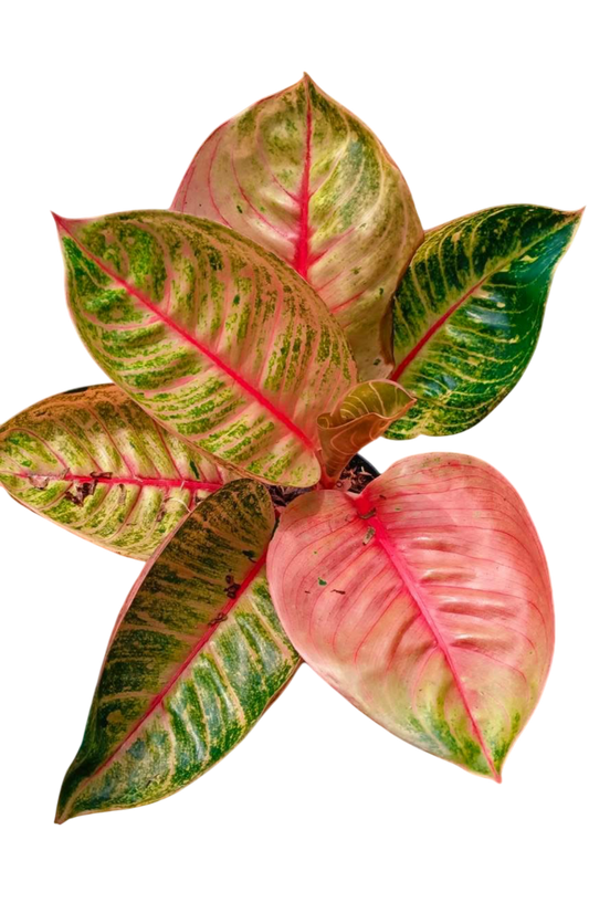 Aglaonema “Moonlight” (Moonlight Aglaonema) Wholesale Set of 10 Plants
