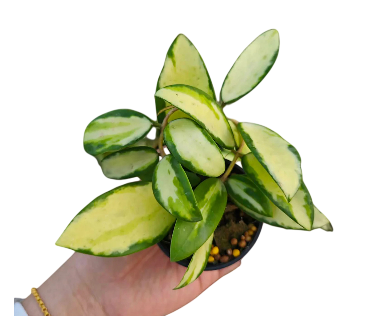 Hoya acuta variegated - Wholesale Bundle (Set of 10 Plants)