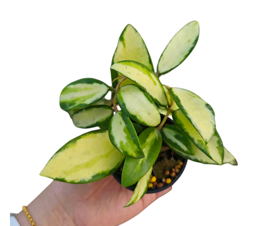 Hoya acuta variegated - Wholesale Bundle (Set of 10 Plants)