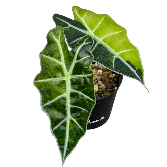 Alocasia Amazonica Aurea Var.