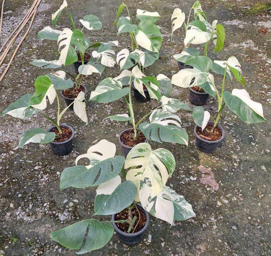 Monstera albo low var.(set 10 pots)