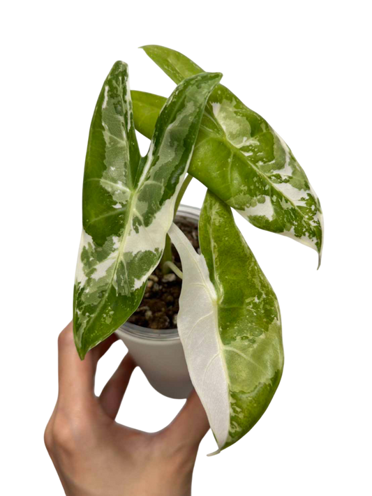 Alocasia Longiloba back pink variegated
