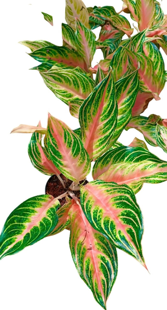 Bundle of 10 Plants Aglaonema “Pink Panama