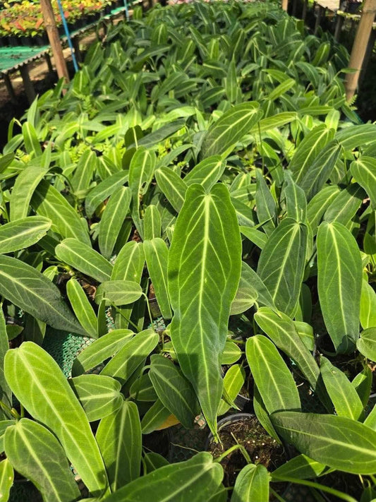 Anthurium Warocqueanum “Queen” – medium Size Wholesale Set of 10 Plants