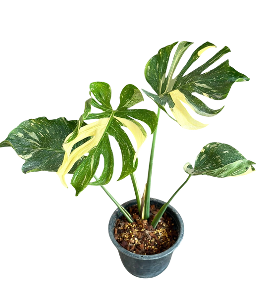 Rare Monstera Deliciosa “Medusa”