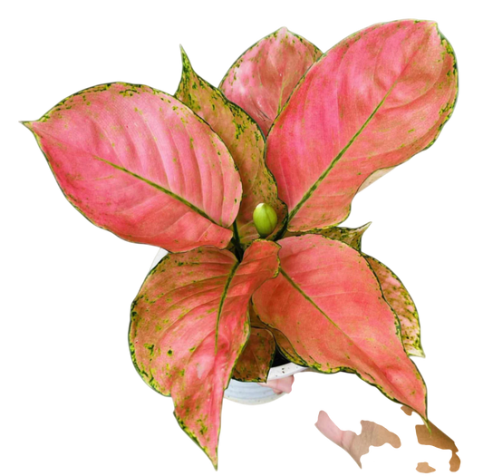 Aglaonema “Valentine Orange” (Orange Valentine Aglaonema) Wholesale Set of 10 Plants
