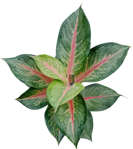 Aglaonema “Luk Bae” Bundle of 10 Plants