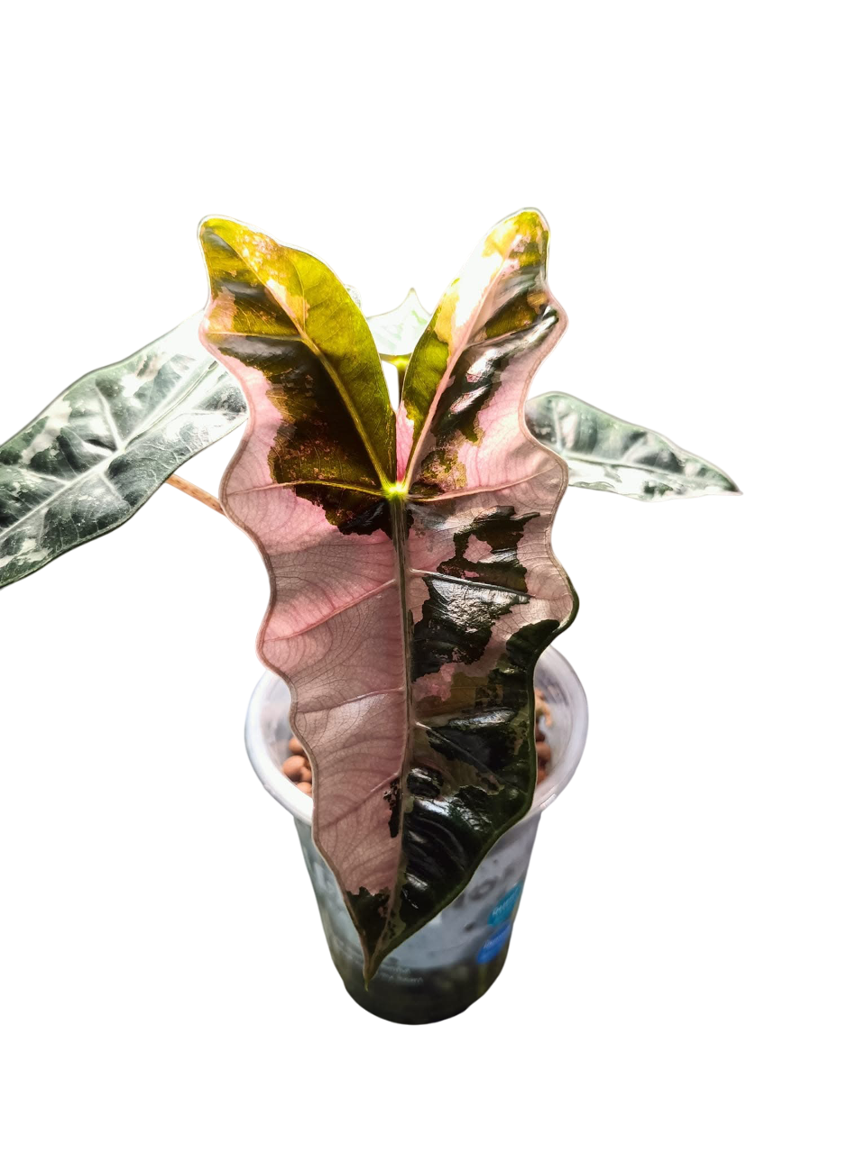 Alocasia Pseudo Sanderiana Albo-Pink Variegated