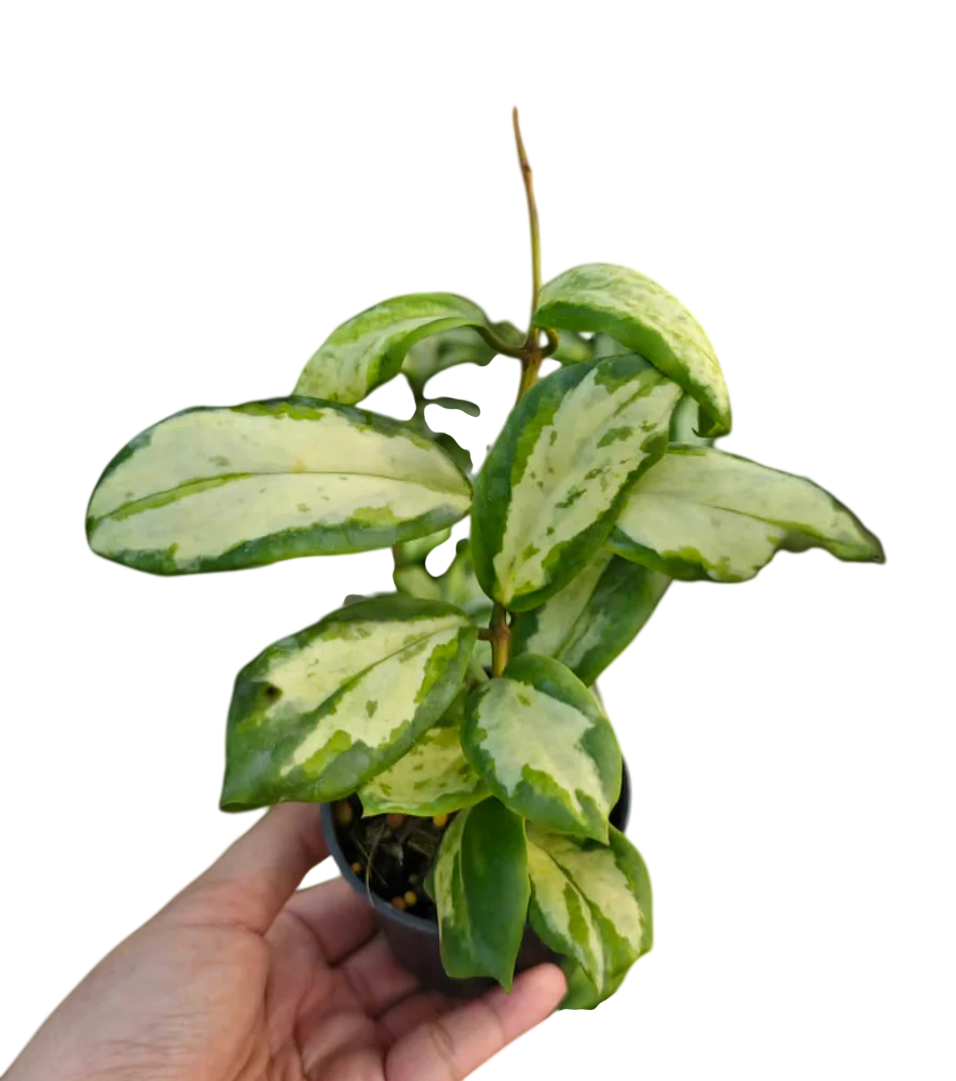 Hoya incrassata variegated- Wholesale Bundle (Set of 5 Plants)