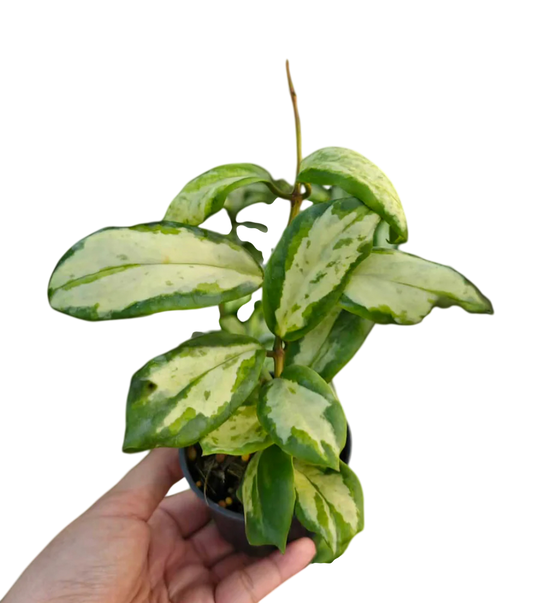 Hoya incrassata variegated- Wholesale Bundle (Set of 5 Plants)