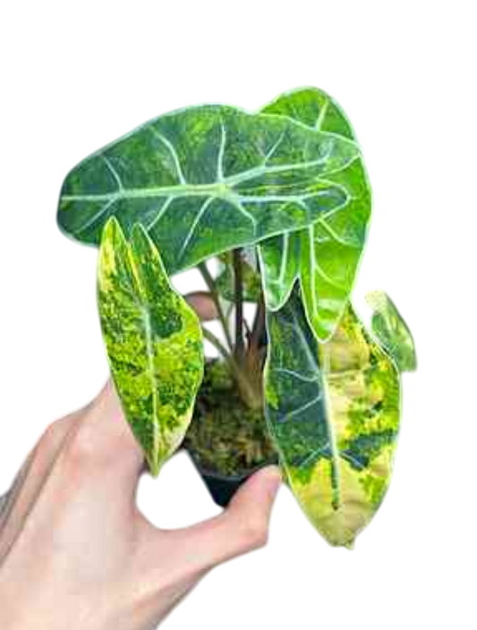Alocasia Dragon Tooth Aurea Variegated