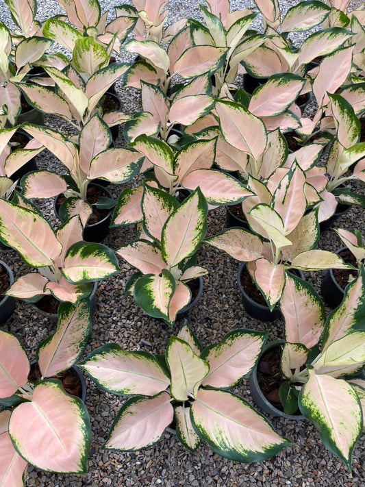 Aglaonema Peach Cochin.Set of 5plants