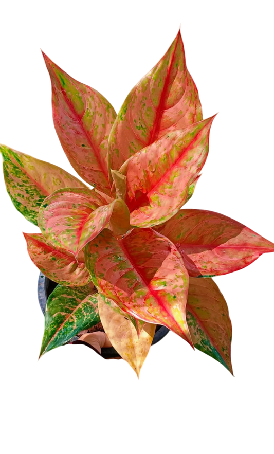 Aglaonema “Prakaiphet” - Set of 10 Plants