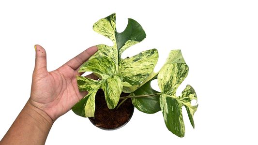 Rhaphidophora Tetrasperma “Migma Set of 5 plants