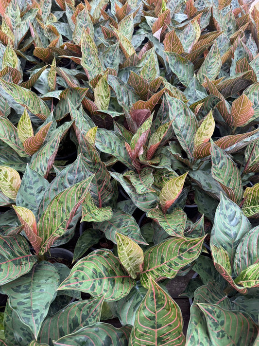 Aglaonema Red Army .Set of 10 plants