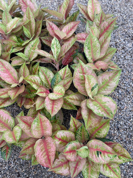 Aglaonema Prakaiphet .Set of 10 plants
