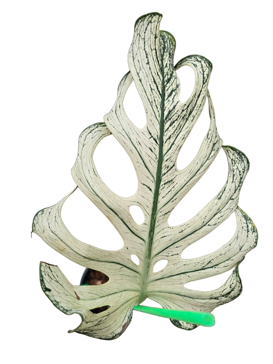 Monstera Devil monster 1leaf (good root system)