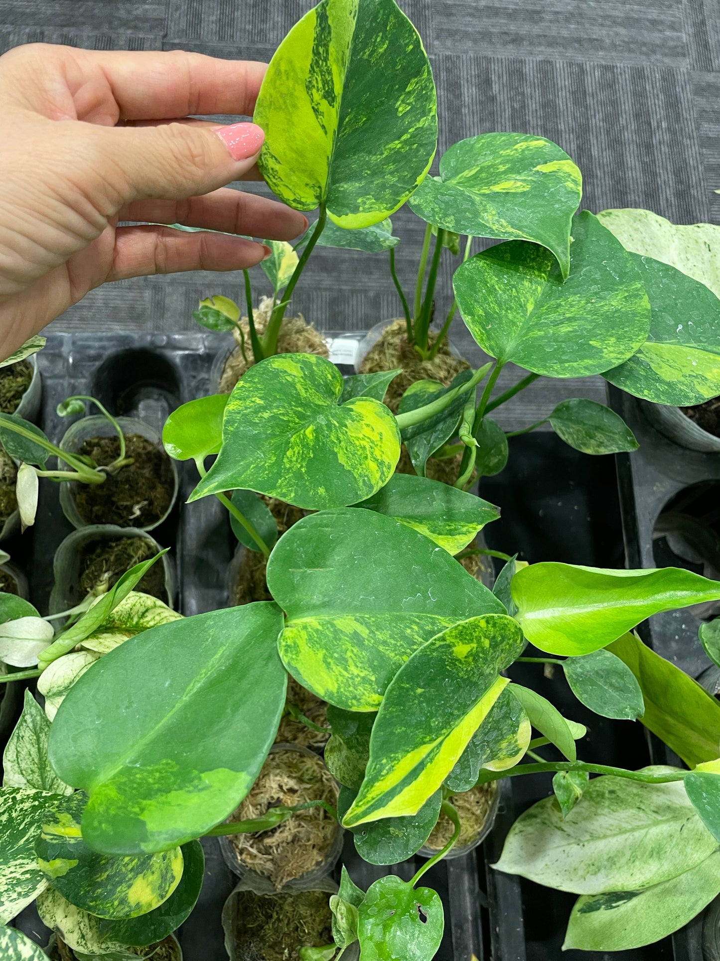 Monstera marilyn var. set 10 plants