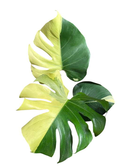 Monstera deliciosa “Blue Mint” Variegated (Rare)