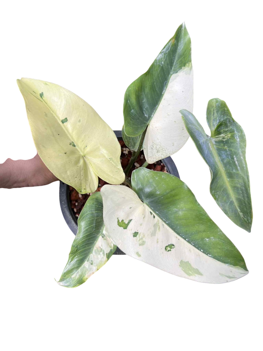 Philodendron ilsemanii variegated