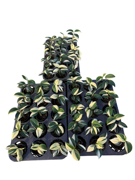 Scindapsus blue albo Variegated - Set of 10 Plants