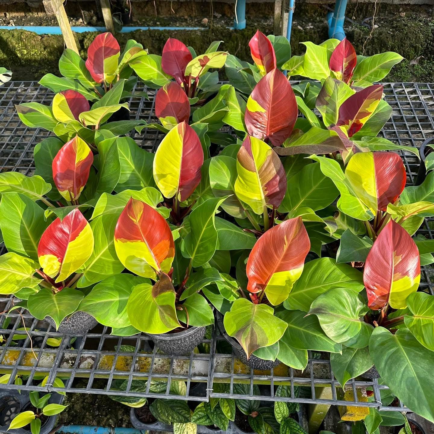 Philodendron Redmoon variegated -set 10 plants