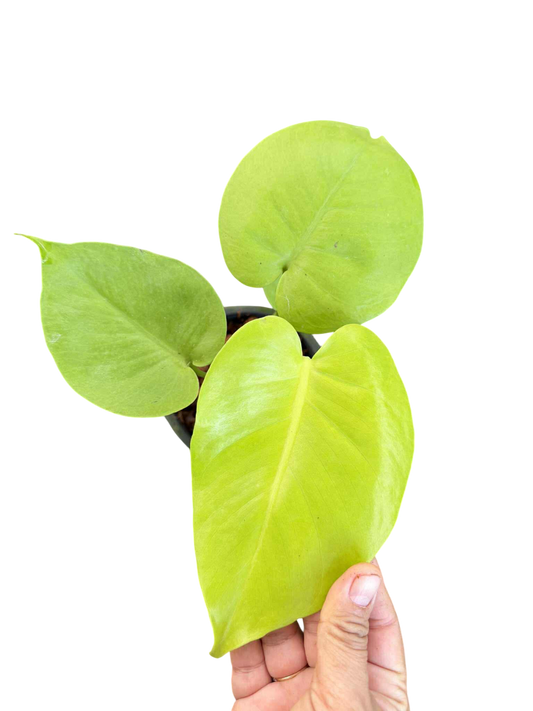 Monstera banana
