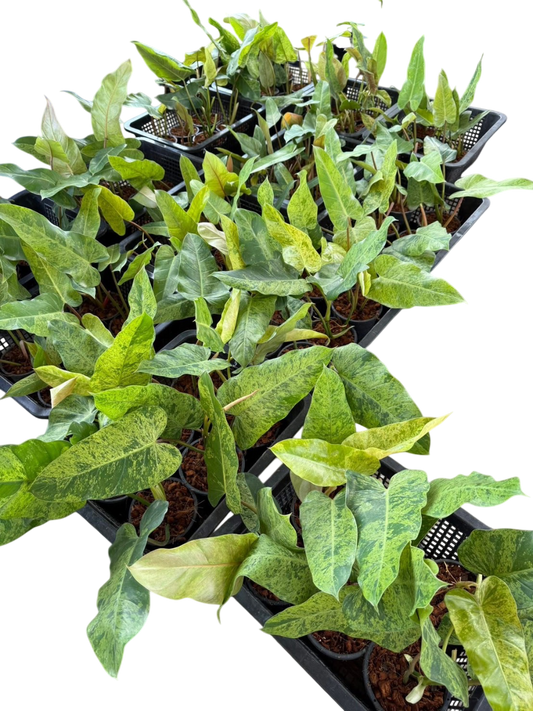 Philodendron wipple way mint-Set of 10 plants
