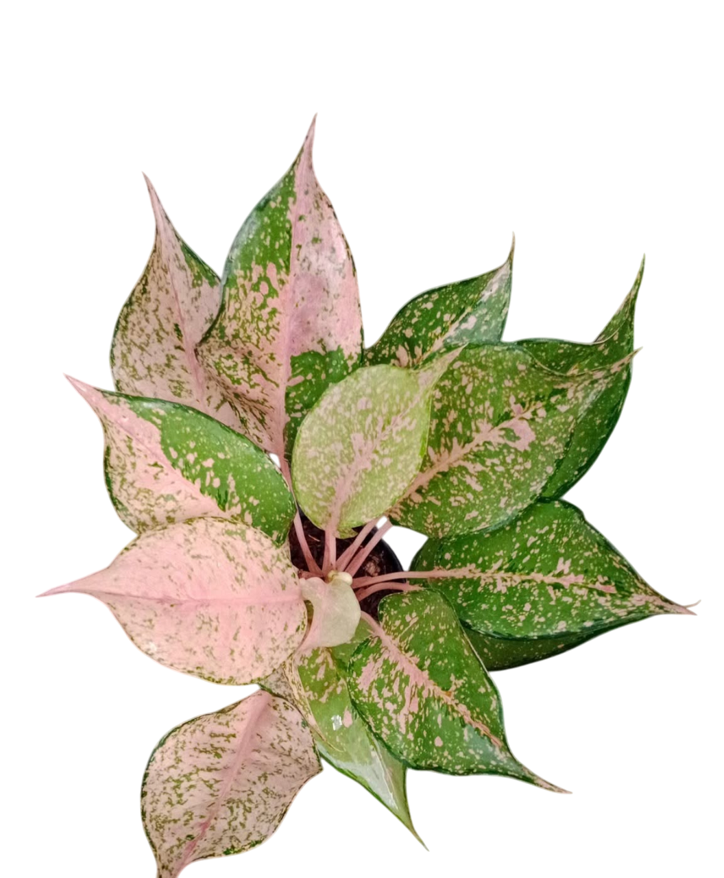 Aglaonema “Kat ther reen” Bundle of 10 Plants