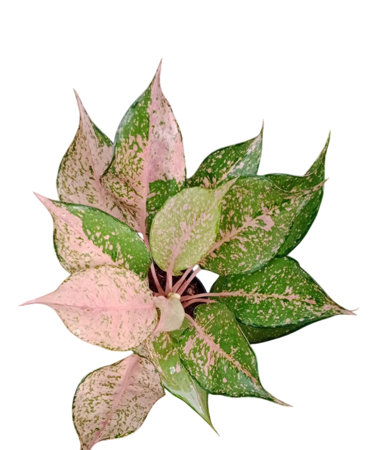 Aglaonema “Kat ther reen” Bundle of 10 Plants