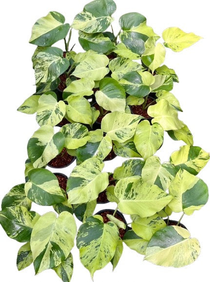 Monstera Deliciosa “Light Lime”