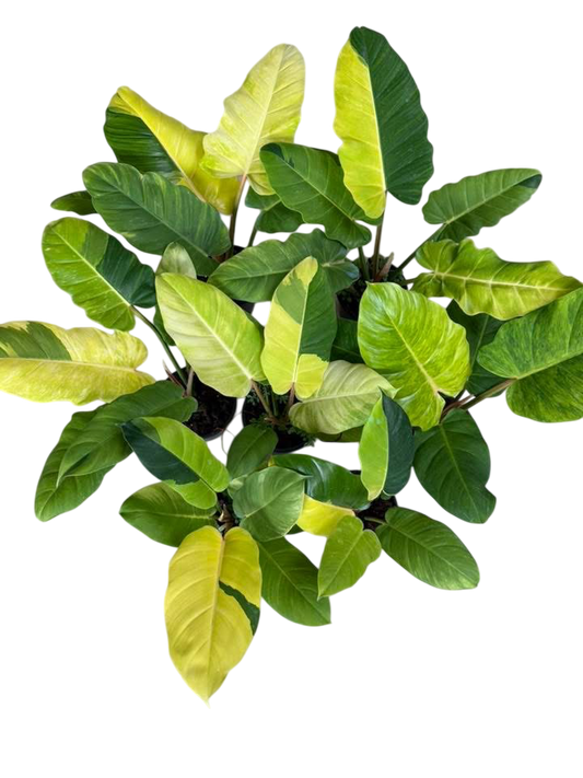 Philodendron Jungle Fever Variegated Set of 10 Plants