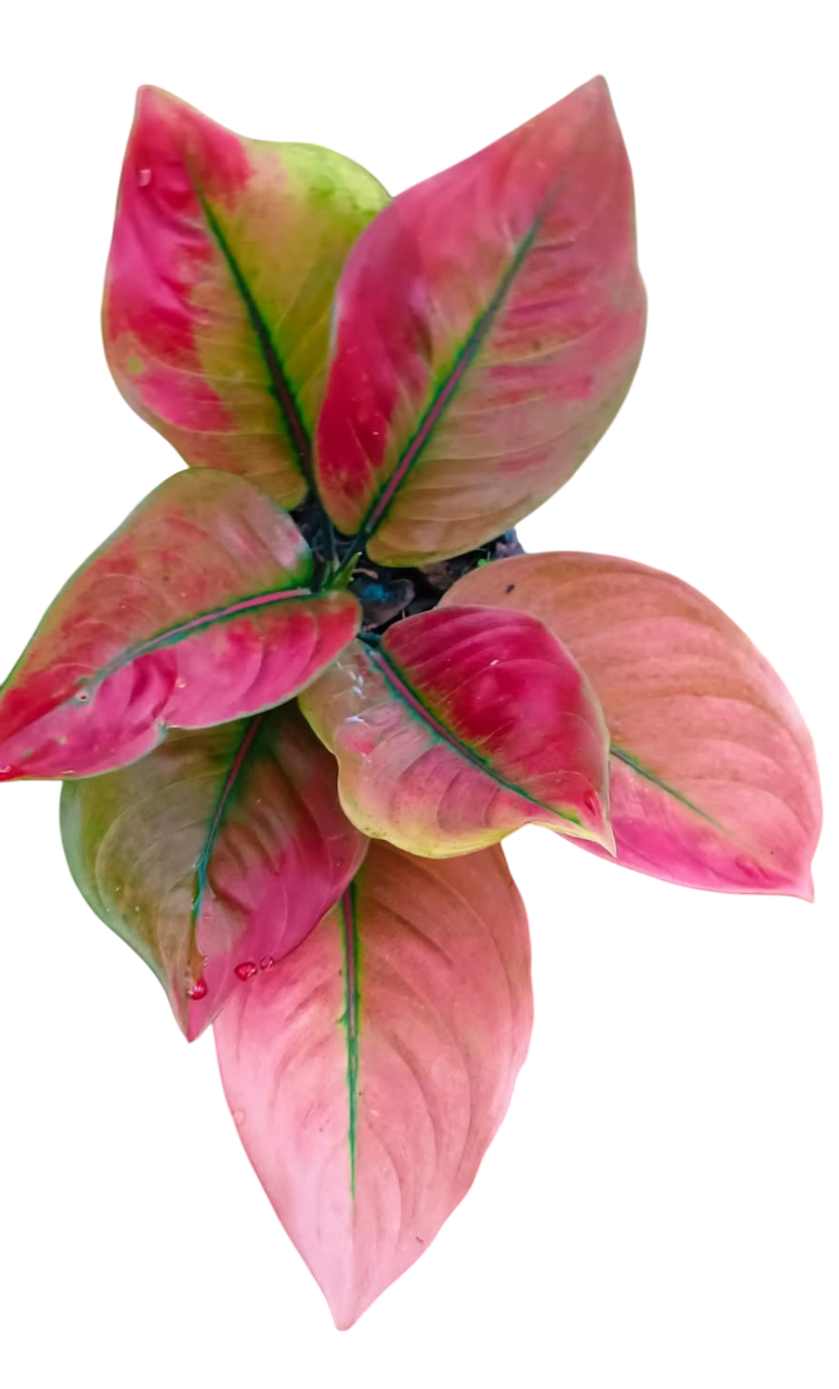 Aglaonema “Red Heng Heng” Set of 10 plants
