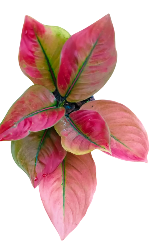 Aglaonema “Red Heng Heng” Set of 10 plants